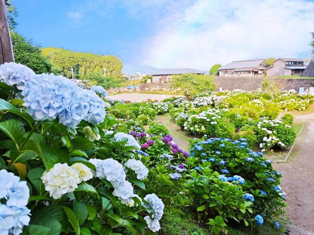 紫陽花イメージ1